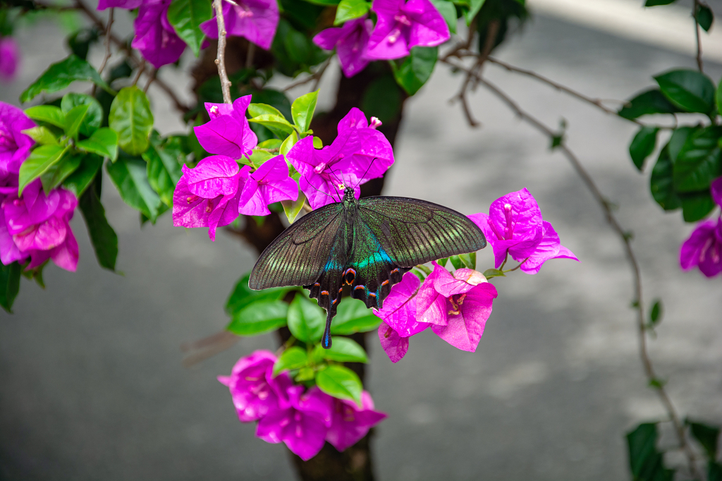 蝴蝶正在三角梅中采蜜