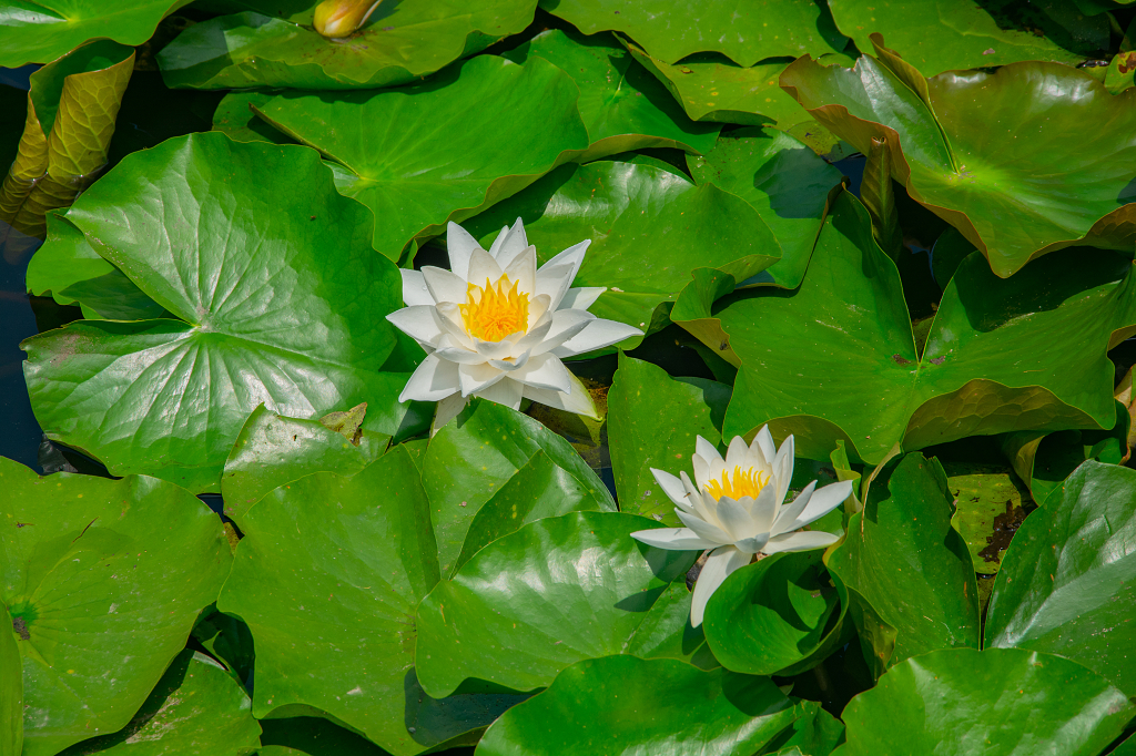 夏日荷塘白莲花