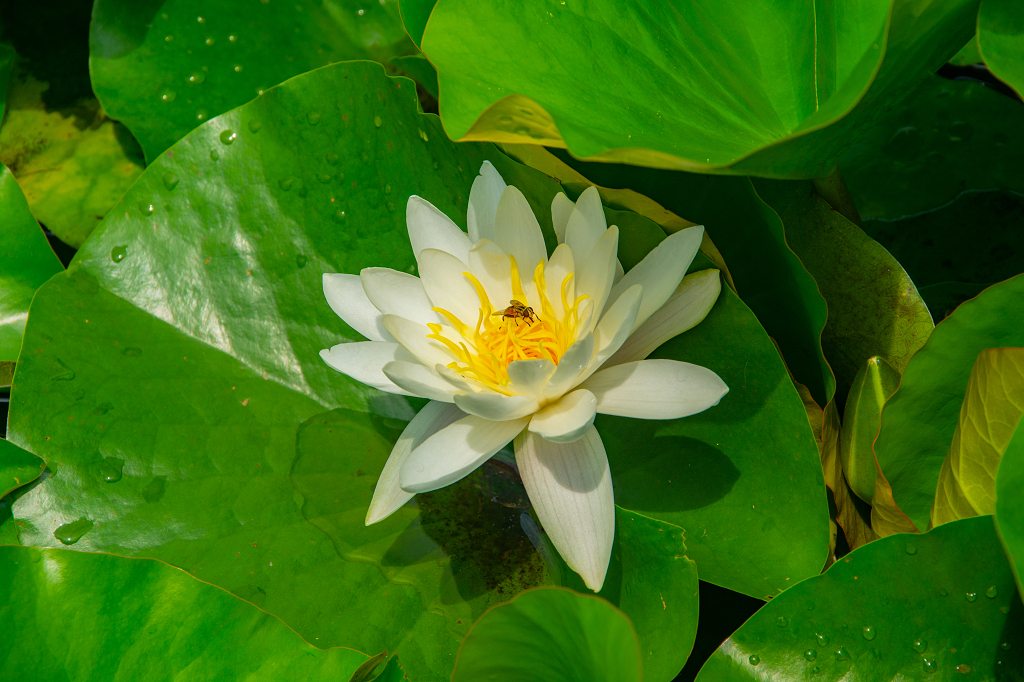 夏日荷塘白莲花