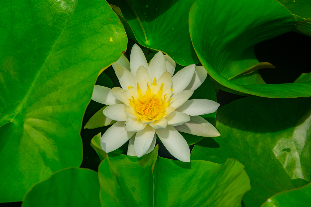 夏日荷塘白莲花