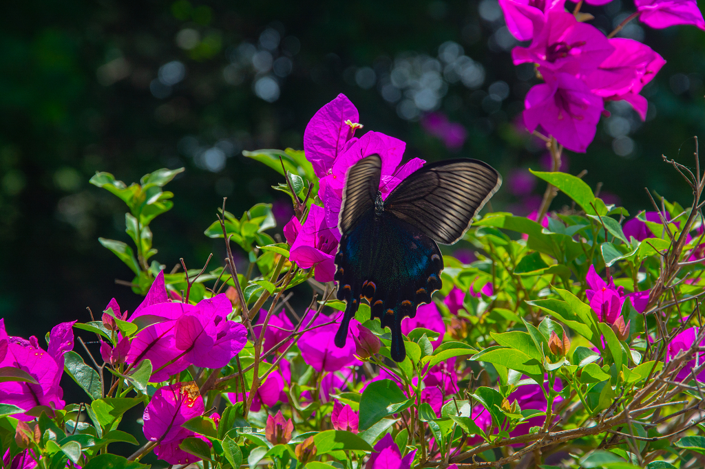 蝴蝶正在三角梅中采蜜