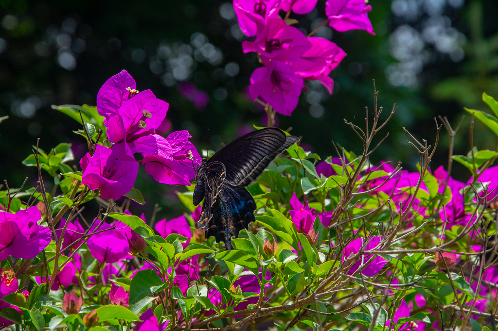 蝴蝶正在三角梅中采蜜