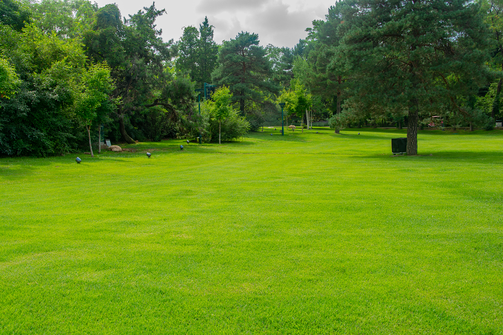公园草坪