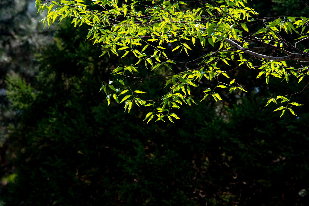 春天树叶光影之美