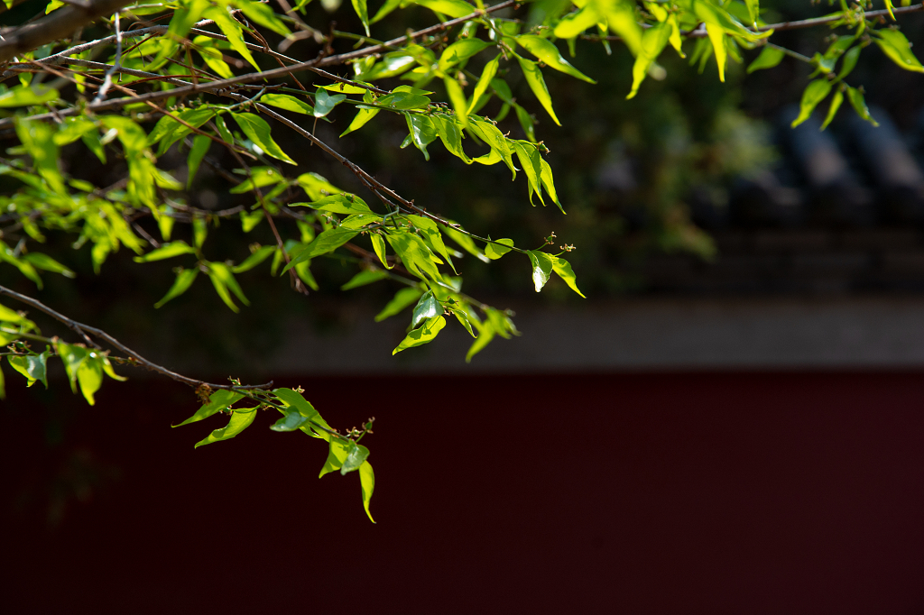 春天树叶光影之美