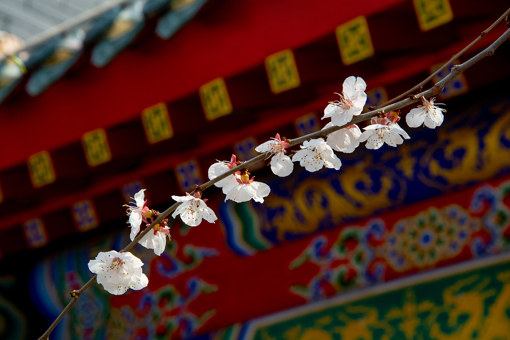 春天古建桃花开