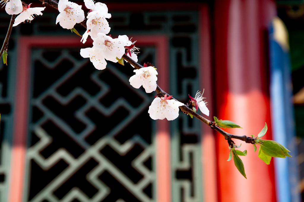 春天古建桃花开