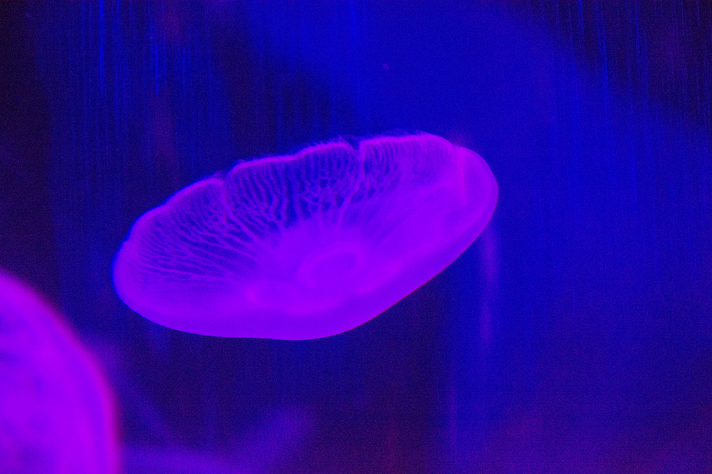海底水母