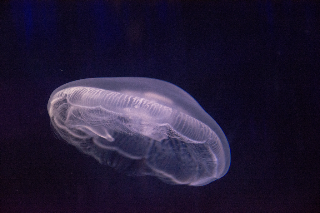 海底水母