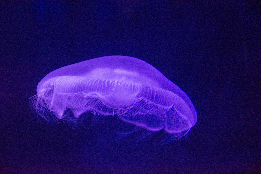 海底水母
