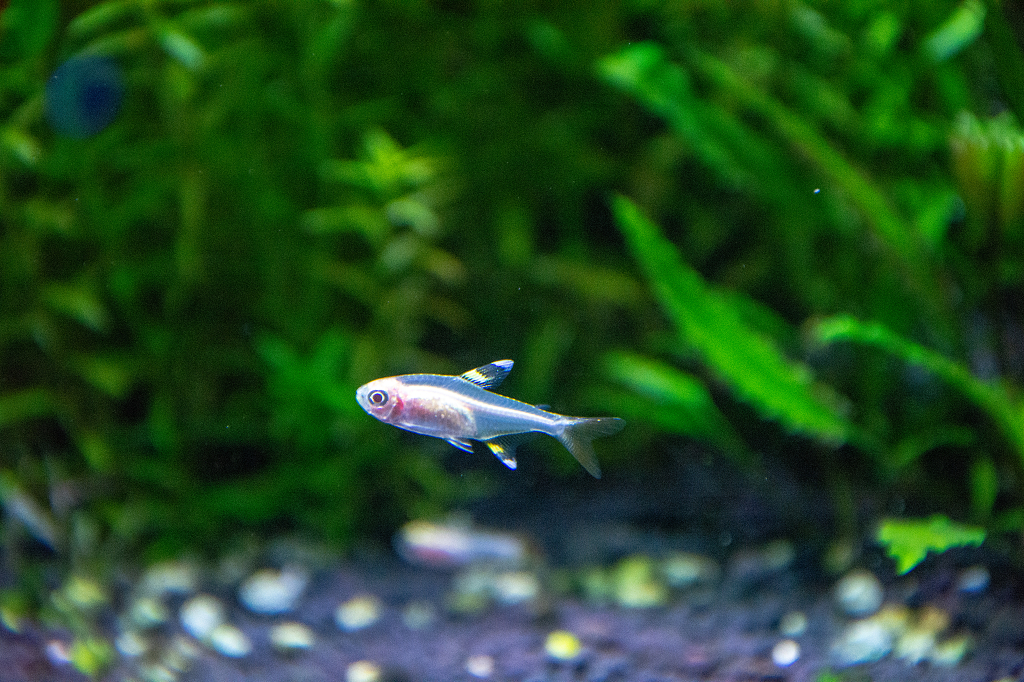 会游泳的宝石灯鱼