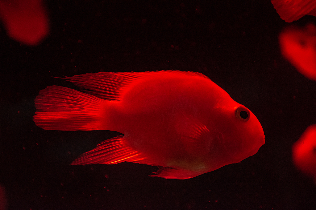 海洋馆中的红财神鱼