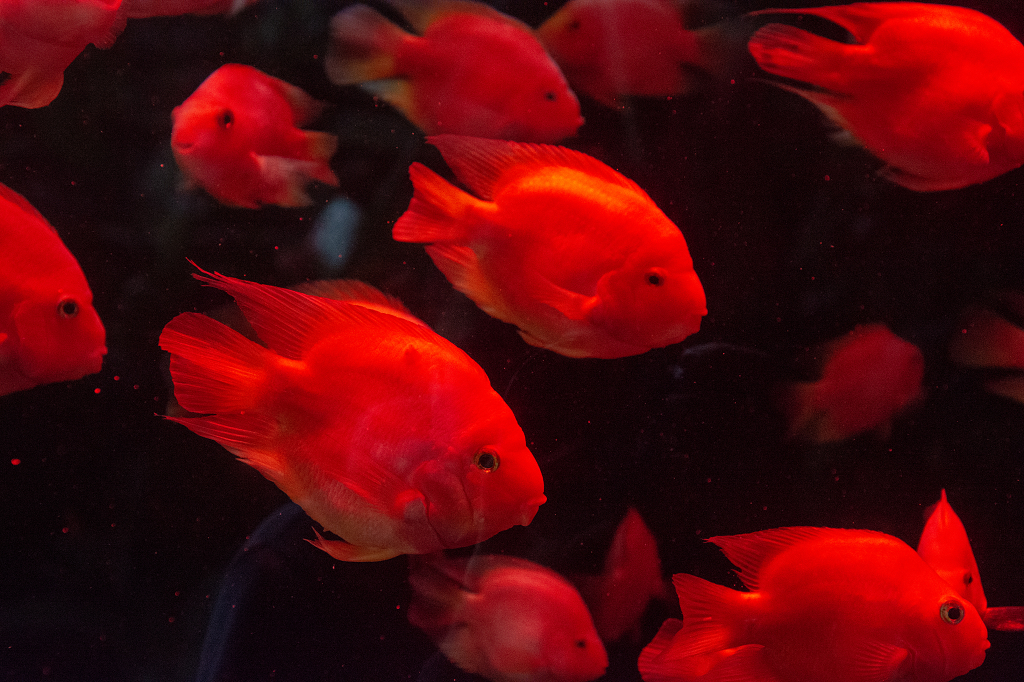 海洋馆中的红财神鱼