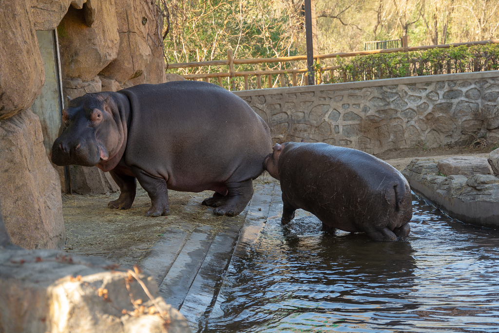 动物园河马