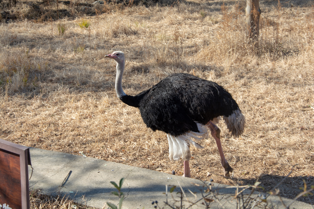 动物园鸵鸟