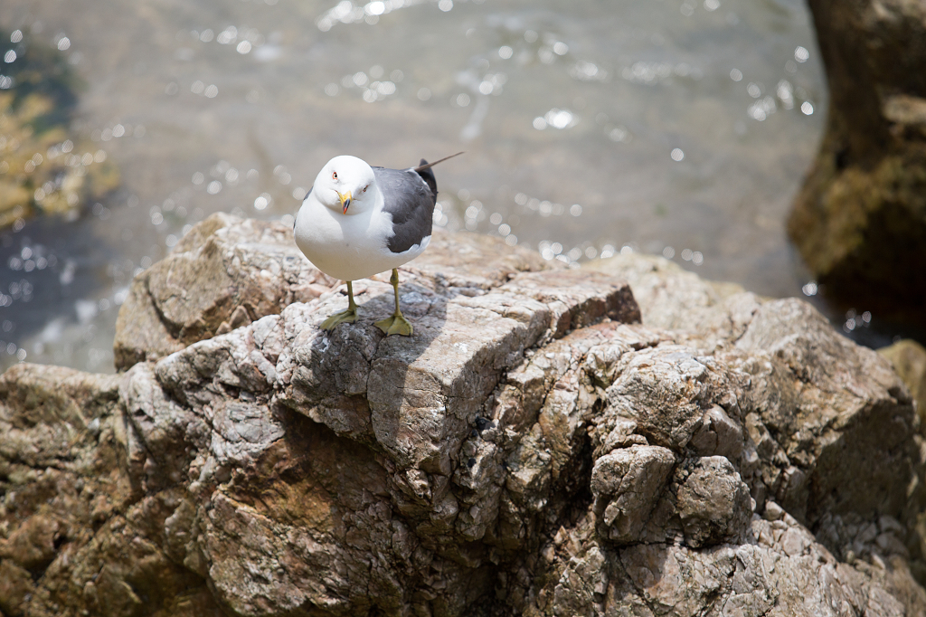 山东威海海驴岛黑尾鸥