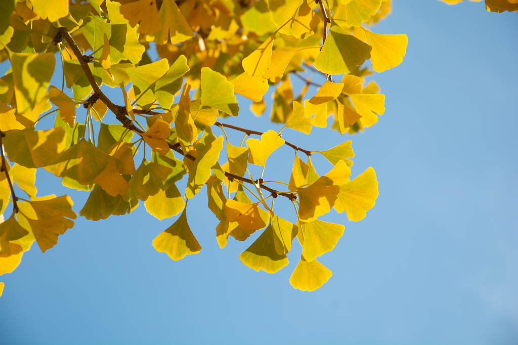 秋天渐黄的银杏树叶