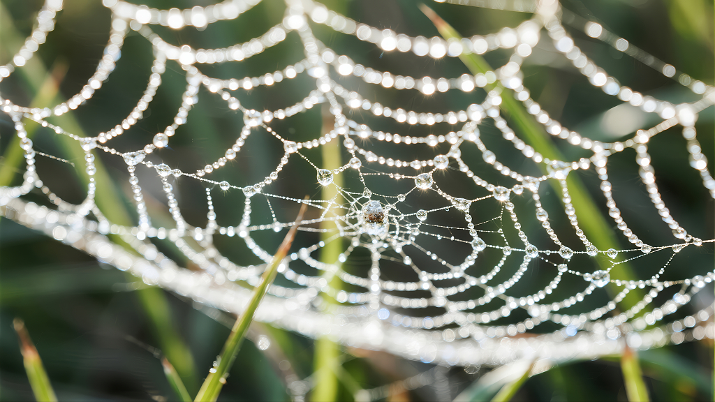 白露节气蜘蛛网露珠清晨自然生态背景