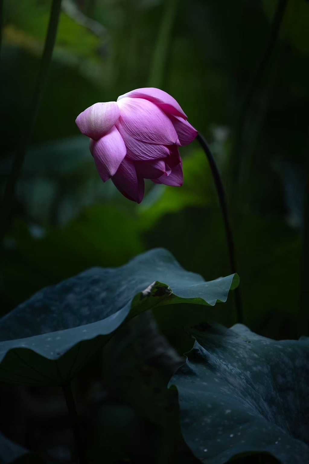 抓住盛夏雨后最后的荷花尾巴
