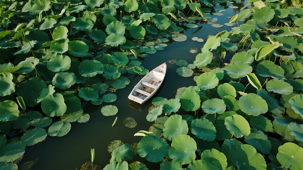 处暑节气荷塘小船航拍江南旅游风光背景