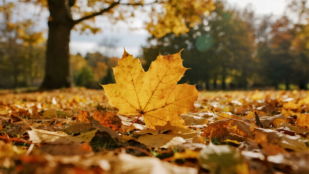 秋季落叶枫叶特写唯美公园背景图
