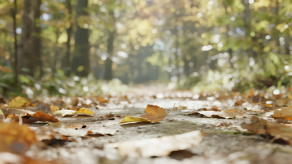 秋季森林小溪落叶唯美自然风光背景