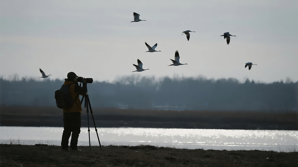 摄影师拍候鸟湿地自然生态背景图