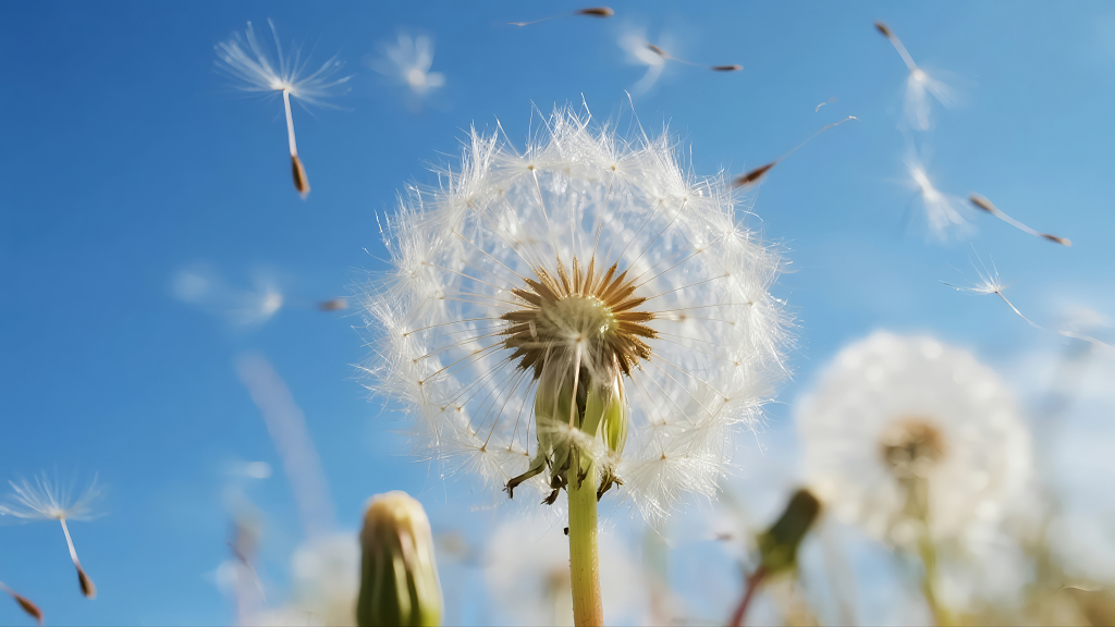 蒲公英飞絮希望梦想的夏天唯美自然背景