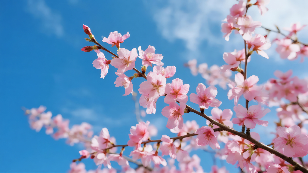 春季樱花盛开蓝天的唯美浪漫自然背景图