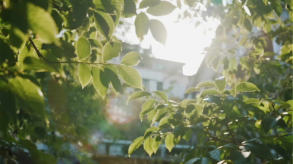 阳光穿透绿叶的希望与生命力自然背景