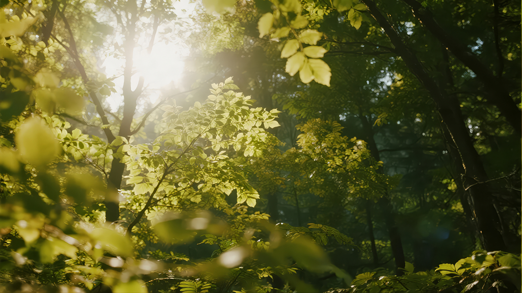 阳光穿透树林希望与治愈唯美背景