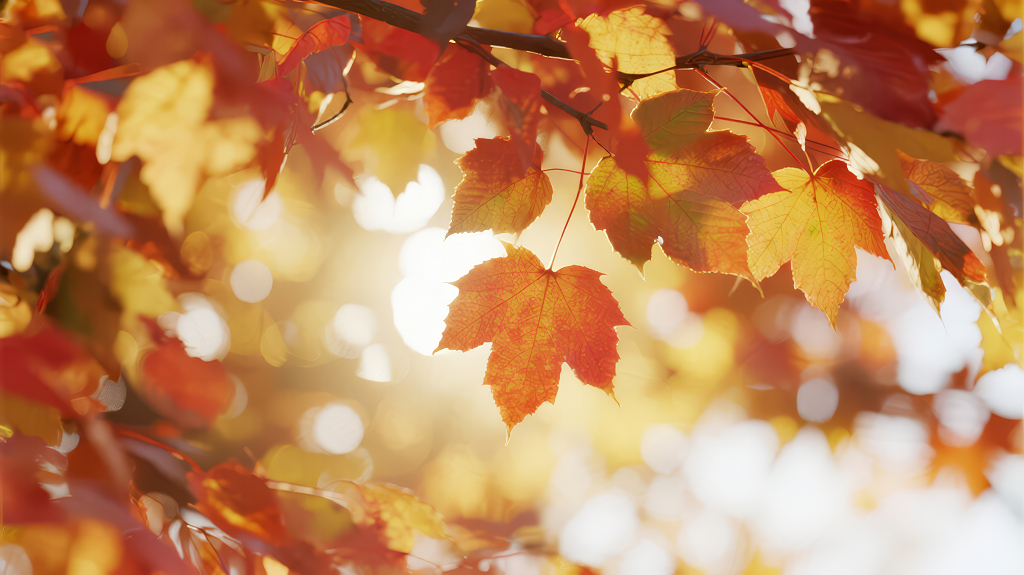 秋季枫叶逆光光斑唯美治愈背景图