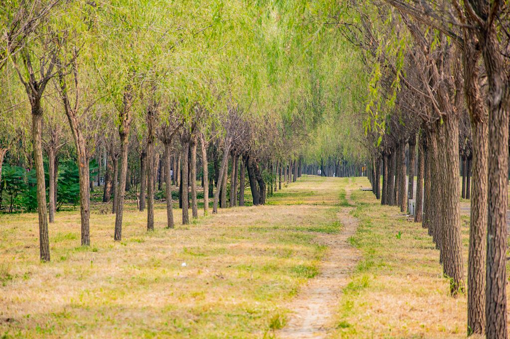 春天踏青在林间小路