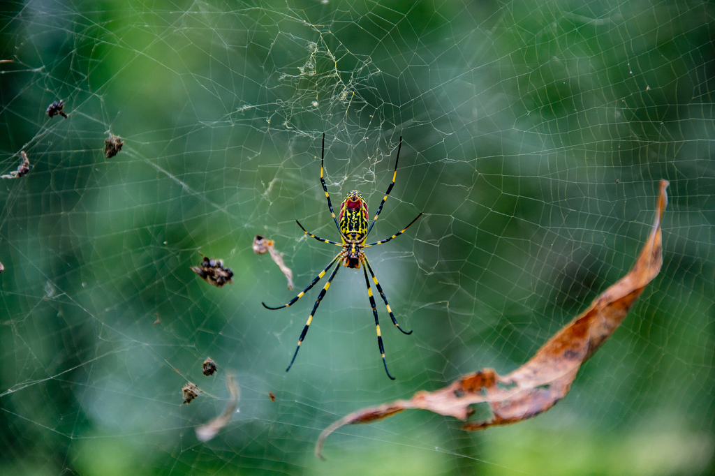 野外林间蜘蛛网特写