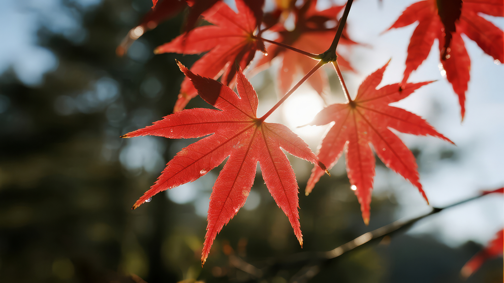 秋季枫叶逆光唯美治愈意境背景