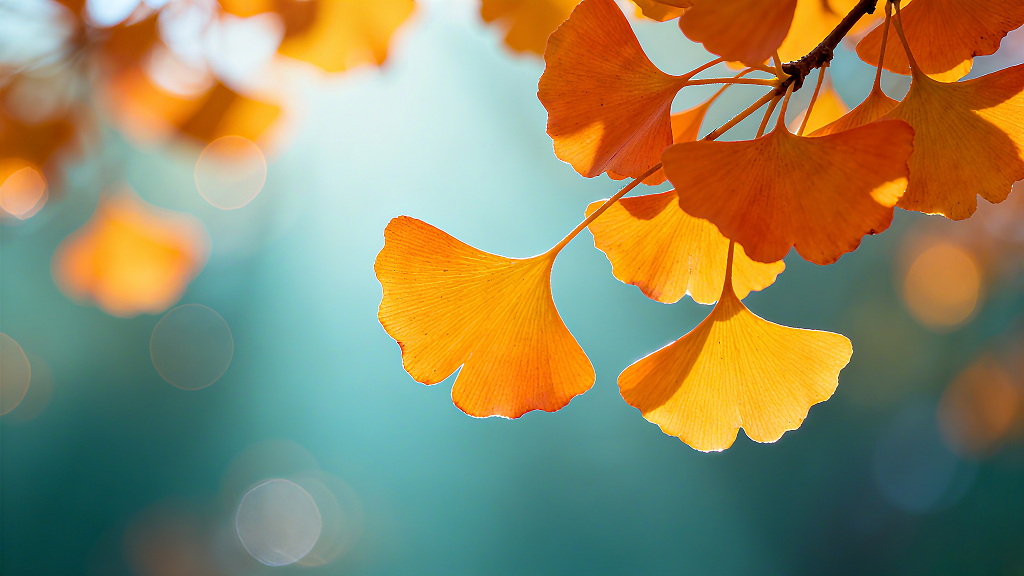 银杏叶秋叶秋天秋季黄叶银杏