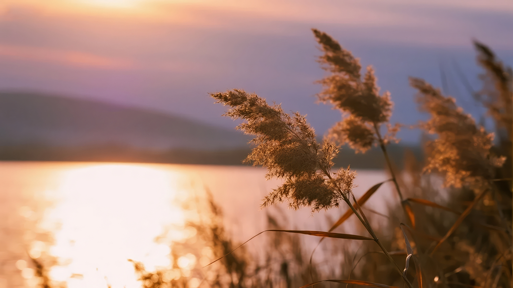 黄昏湖边芦苇荡唯美治愈系风景背景