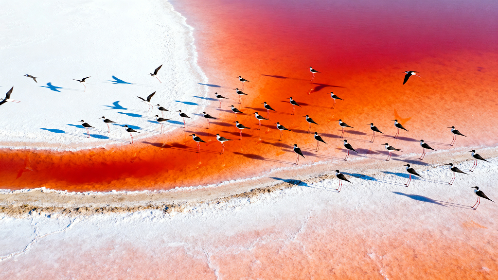 白色盐滩自然风光地貌高清