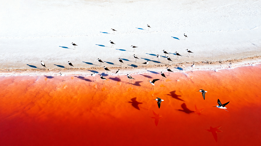 彩色盐湖航拍红色湖水白色盐滩