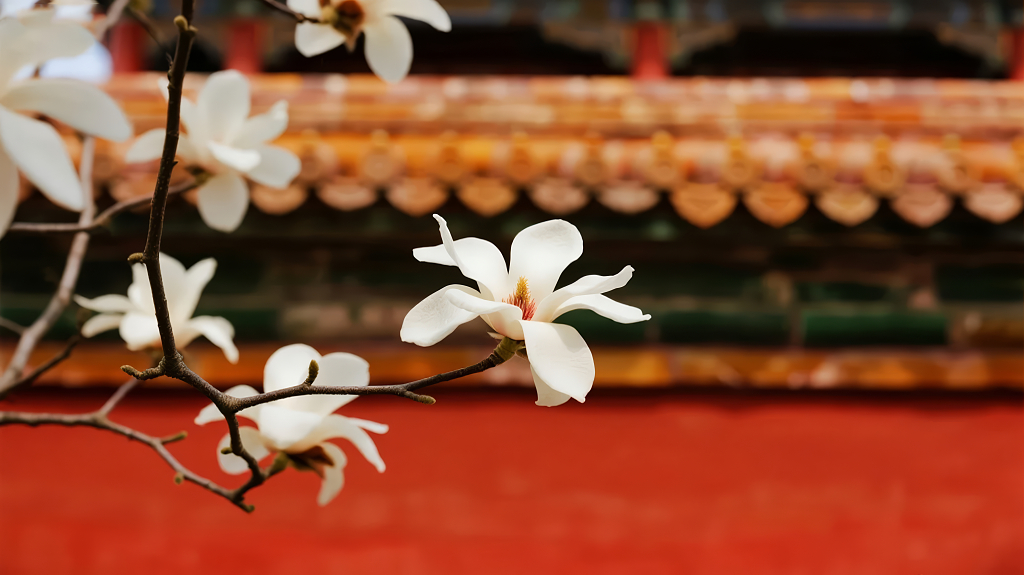 国庆佳节故宫红墙白玉兰的唯美风