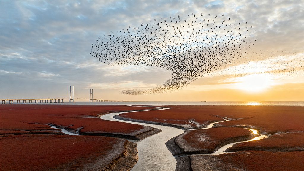 上海南汇新城湿地全景退潮滩涂