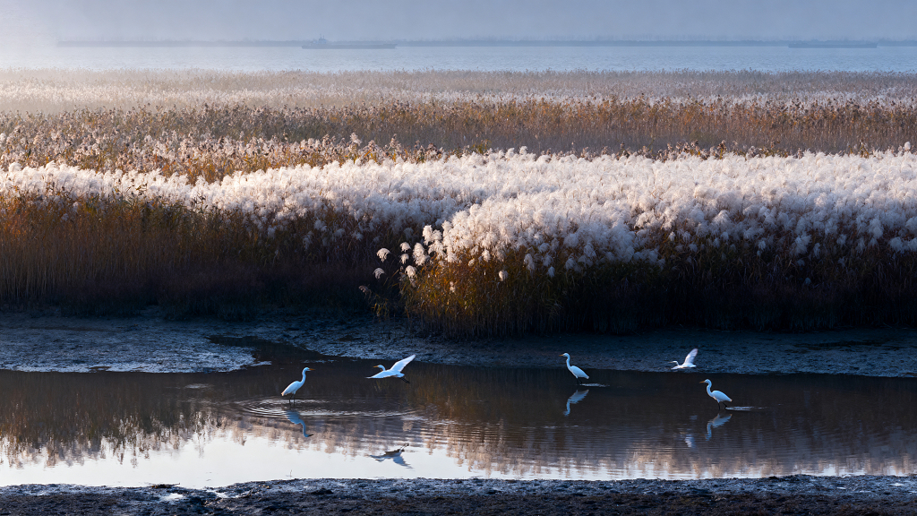 上海滨江森林公园秋日湿地