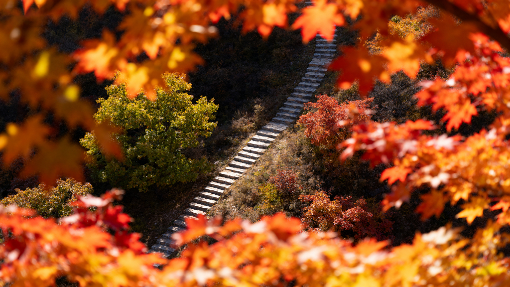 北京香山深秋红叶谷