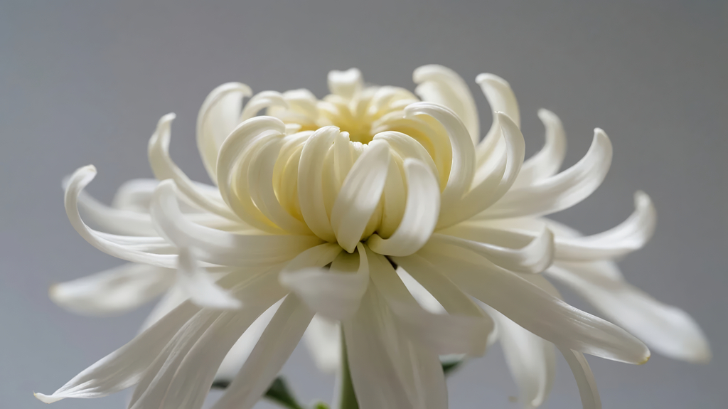 重阳节高洁的白色菊花特写唯美图片