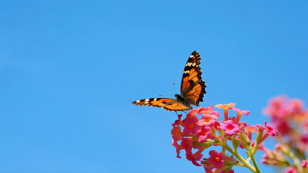 国庆节秋日花朵上停留的蝴蝶唯美特写
