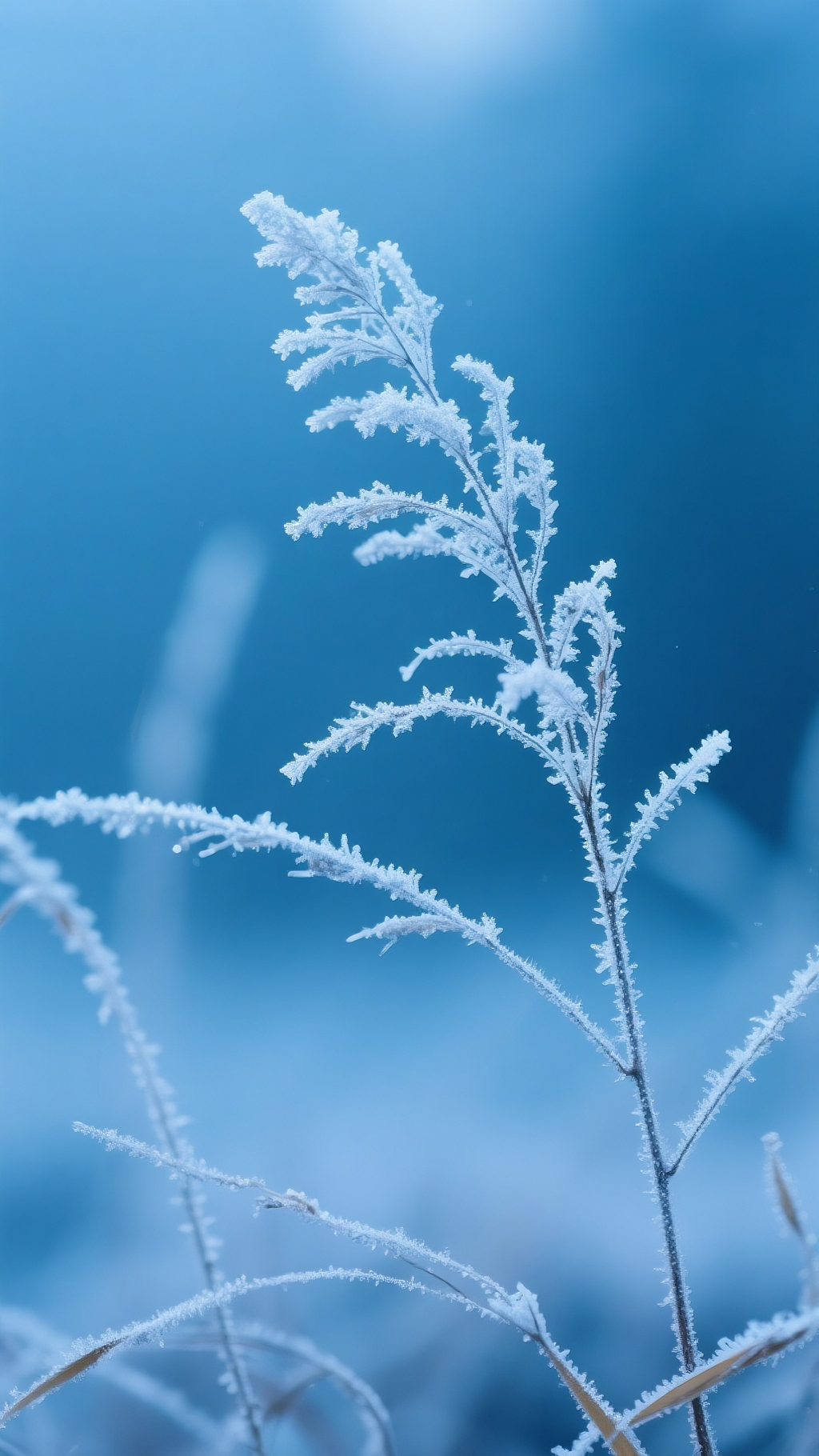 霜花草茎蓝调背景