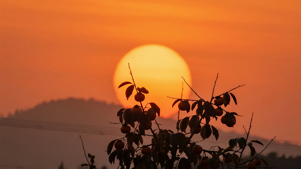 中秋节思乡的咸蛋黄落日与树枝剪影