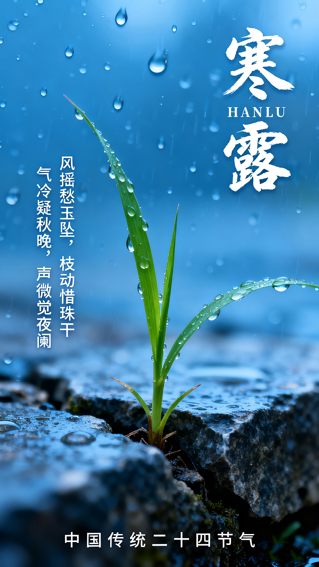中国传统二十四节气寒露海报蓝色背景水滴嫩绿草芽石缝生长清冷