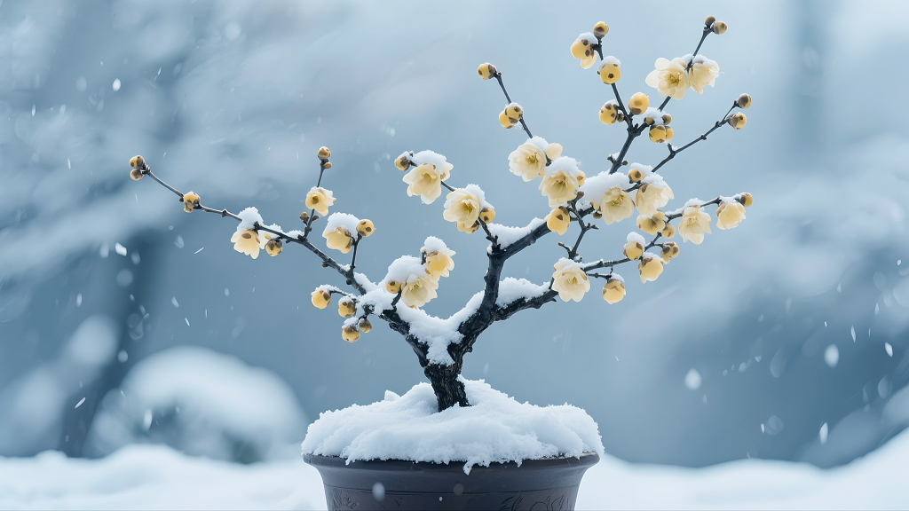 腊梅雪景盆栽腊梅