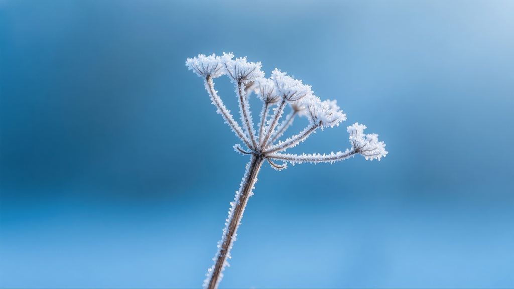 蓝色渐变背景覆霜干枯植物
